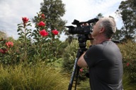 Waratahs - Eastern Australia