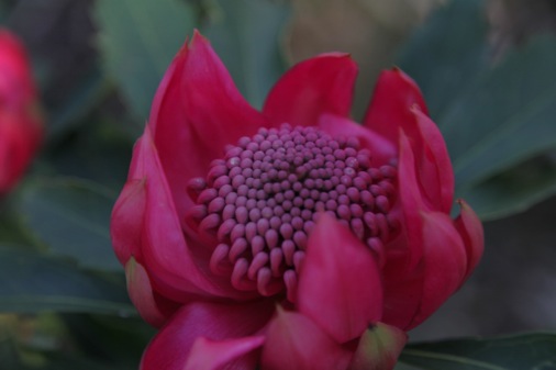 IMG_9265 waratah